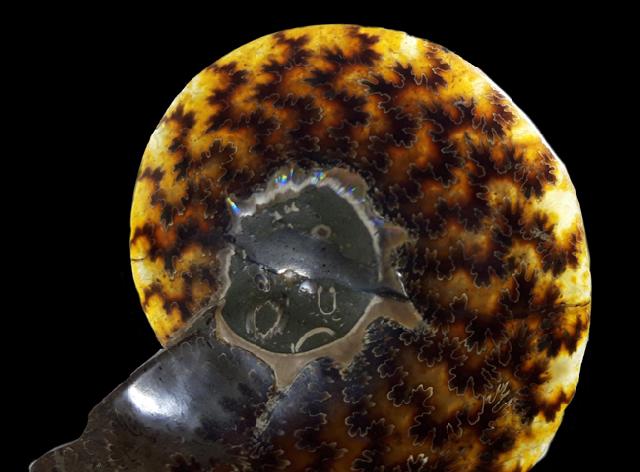 Cleoniceras (Grycia) besairiei COLLIGNON 1949 - Bild © FossNet FossilienStore